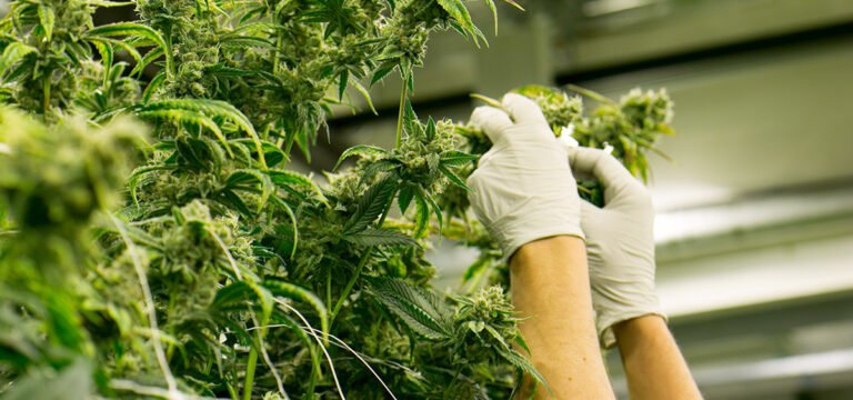 UFCW Backs Passage of Federal Bill to Legalize Cannabis UFCW Backs Passage of Federal Bill to Legalize Cannabis