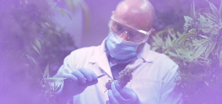 Canadian Government Launches Cannabis and Brain Health Consortium 