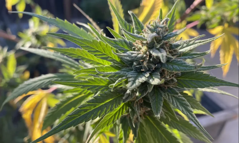 Federal Rescheduling Sets The Stage For Marijuana Business Acquisitions As Pharma And Ag Firms Eye Industry (Op-Ed) Federal Rescheduling Sets The Stage For Marijuana Business Acquisitions As Pharma And Ag Firms Eye Industry (Op-Ed)