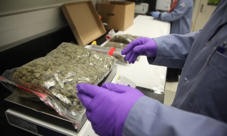 How Cannabis Companies Can Take Advantage Of The Research And Development Tax Credit Under Federal Rescheduling (Op-Ed)
