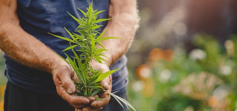 Humboldt County Settles Lawsuit Challenging Cannabis Cultivation Fees Humboldt County Settles Lawsuit Challenging Cannabis Cultivation Fees