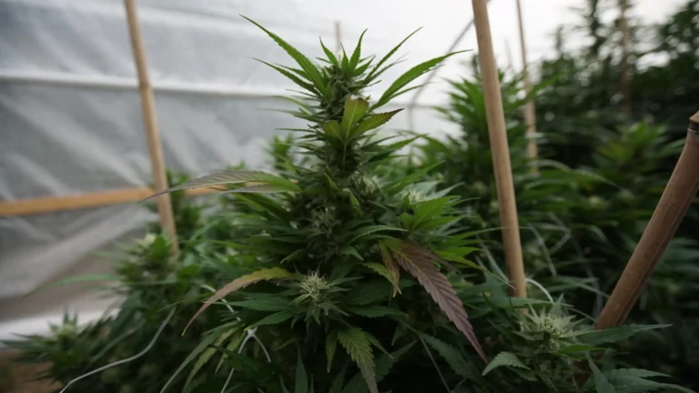 New Hampshire Lawmakers Override Governor's Veto Of Bill Allowing Medical Marijuana Cultivation In Greenhouses