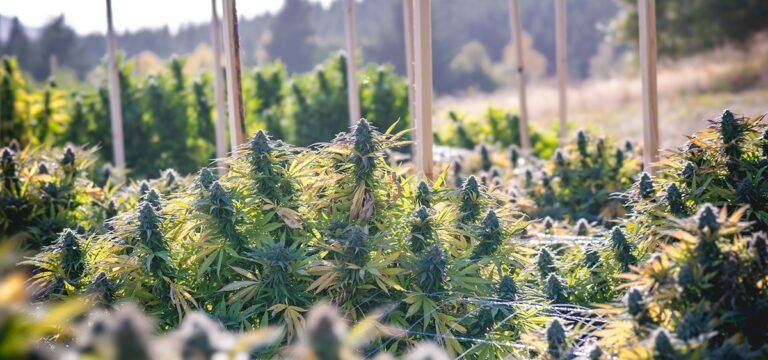 Proposed Illinois Rule Change Would Allow Outdoor Cannabis Cultivation Proposed Illinois Rule Change Would Allow Outdoor Cannabis Cultivation