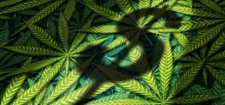 Tennessee Ban on THCA Has Cost State $54M in Tax Revenue Tennessee Ban on THCA Has Cost State $54M in Tax Revenue