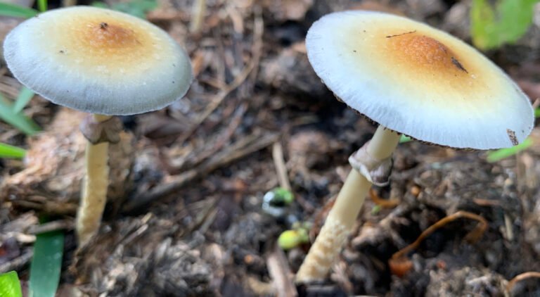 VA Launches New Study Using Psilocybin To Treat Veterans With Depression And PTSD