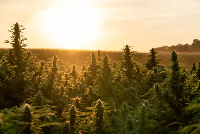 Cannabis & federal employment bill in Congress (Newsletter: September 21, 2026) Cannabis & federal employment bill in Congress (Newsletter: September 21, 2026)