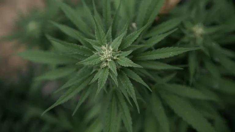 DEA keeps states in the dark about cannabis rescheduling, CA official says (Newsletter: September 22, 2026) DEA keeps states in the dark about cannabis rescheduling, CA official says (Newsletter: September 22, 2026)