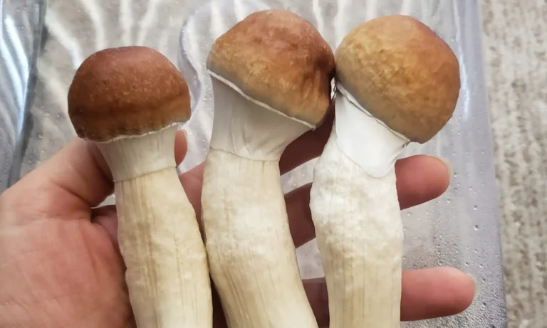 Local Officials Across U.S. Advance Measures To Deprioritize Enforcement Against Psychedelics Local Officials Across U.S. Advance Measures To Deprioritize Enforcement Against Psychedelics