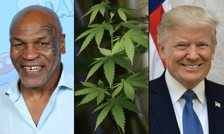 Mike Tyson Thanks Trump For Releasing Federal Marijuana Prisoners, Saying He Hopes More Will Soon Be Freed Mike Tyson Thanks Trump For Releasing Federal Marijuana Prisoners, Saying He Hopes More Will Soon Be Freed