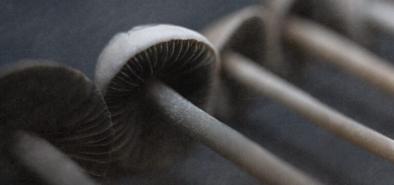Oregon Officials Drop Plans to Increase Psilocybin Licensing Fees Oregon Officials Drop Plans to Increase Psilocybin Licensing Fees