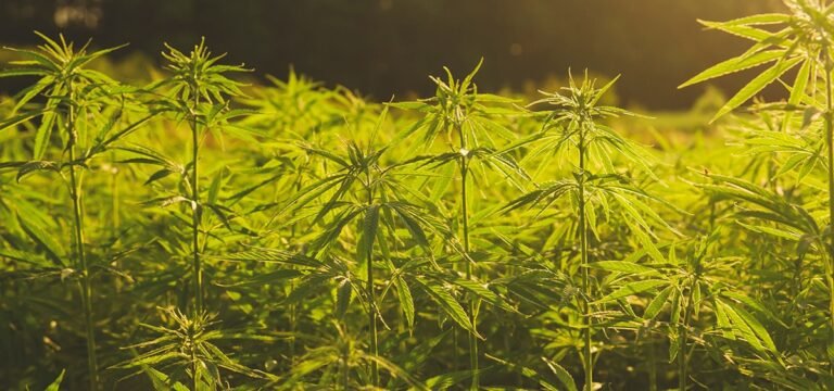 Study: Hemp Hurd Can Be Used to Strengthen Biodegradable Plastic Hemp Definition Farm Bill Draft