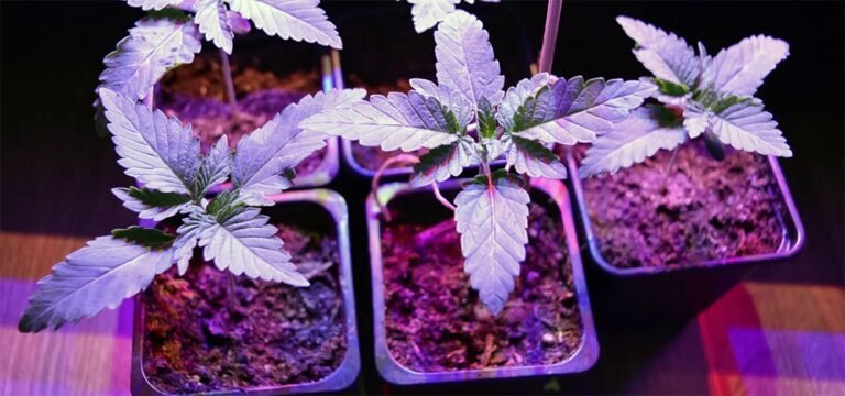 Vermont Lt. Gov. Facing $5,000 Fine for Unlicensed Cannabis Grow Site