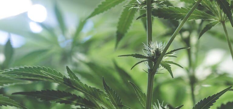 Vermont Lt. Gov. Settles with Regulators for Cultivating Cannabis Plants at Unlicensed Location 