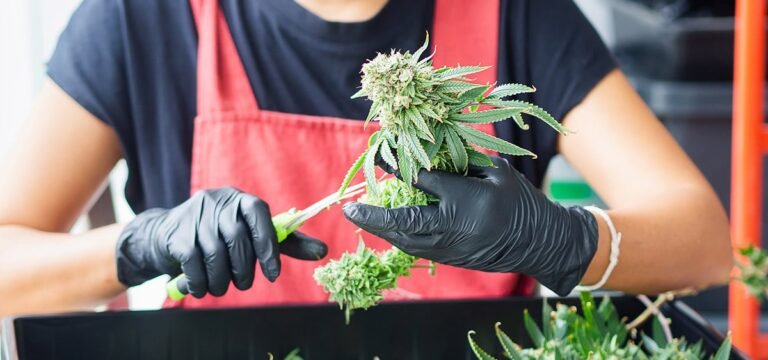 Virginia Releases Draft Rules for Adult-Use Cannabis Market Virginia Releases Draft Rules for Adult-Use Cannabis Market