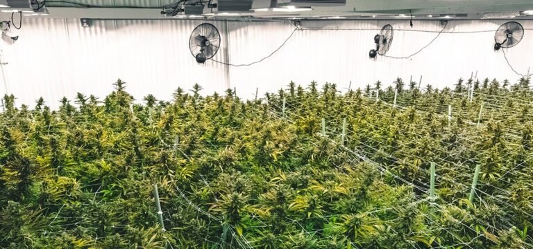 Analysis Finds Multi-State Operators Dominate Pennsylvania’s Medical Cannabis Industry Analysis Finds Multi-State Operators Dominate Pennsylvania’s Medical Cannabis Industry