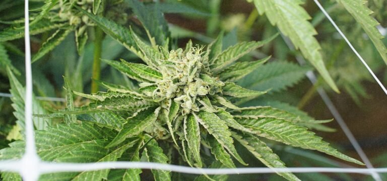 Cannabis Was Canada’s 5th Most Important Cash Crop in 2025 Cannabis Was Canada's 5th Most Important Cash Crop in 2025