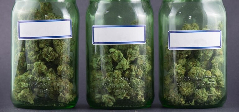 Court Declares Medical Cannabis Company Bedrocan’s Dutch Entities Bankrupt Court Declares Medical Cannabis Company Bedrocan’s Dutch Entities Bankrupt