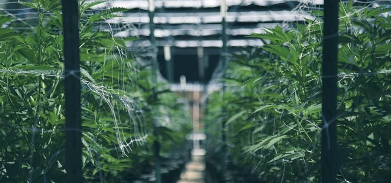 Fifteen Indicted on Cannabis Burglary Ring Charges in Portland, Oregon Fifteen Indicted on Cannabis Burglary Ring Charges in Portland, Oregon