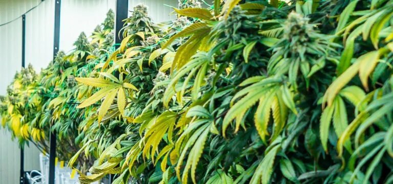 Florida Enters Consent Order with Trulieve Over Wastewater Discharges at Monticello Cultivation Facility