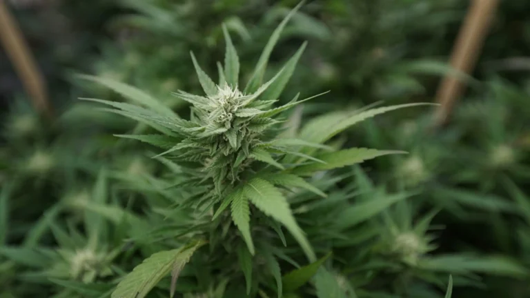 Marijuana Businesses Face Tax Uncertainty While Awaiting Federal Rescheduling Guidance