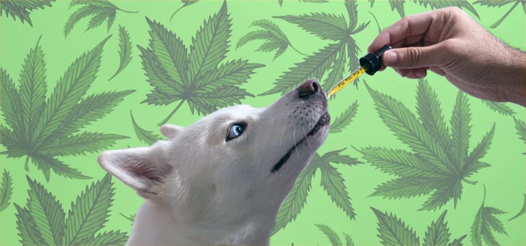 Maryland Bill Allowing Veterinarians to Discuss Cannabis Products for Pets Takes Effect
