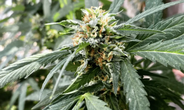More Alabama Medical Marijuana Dispensaries Are Set To Open This Week, Officials Announce
