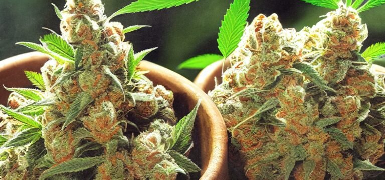 New Hampshire Democratic Gubernatorial Candidate Backs Adult-Use Cannabis Legalization During Debate New Hampshire Democratic Gubernatorial Candidate Backs Adult-Use Cannabis Legalization During Debate